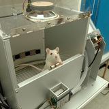 Eine Albino-Ratte in einem Tierversuch der Universität Bremen