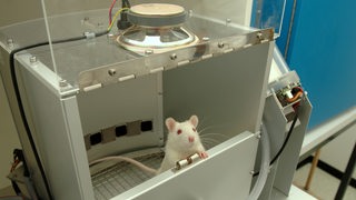 Eine Albino-Ratte in einem Tierversuch der Universität Bremen
