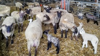 Eine Schafherde mit Muttertieren und Lämmchen im Stall.