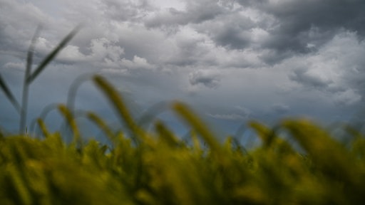 Dunkle Wolken ziehen über einem Weizenfeld am Himmel auf. (Symbolbild)