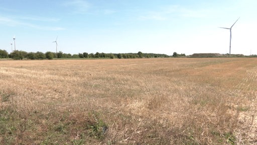 Ein vertrocknetes Feld und im Hintergrund sind Windräder zu sehen.