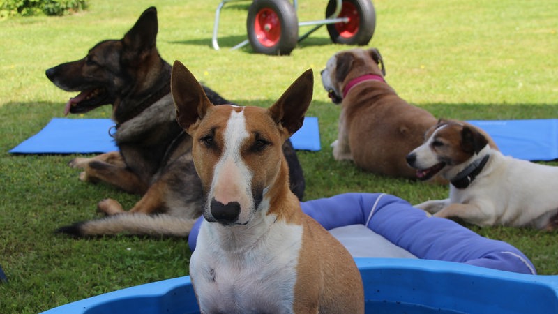 Hunde liegen im Schatten, ein Hund sitzt in einem Wasserbecken