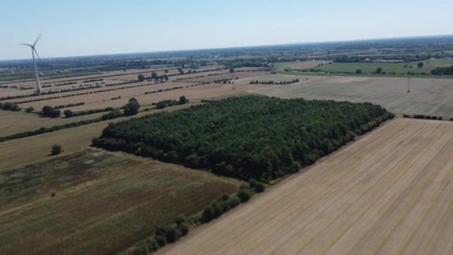 Eine Luftaufnahme von einem rechteckigen Waldstück. Umliegend sind viele Felder zu sehen.