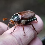 Ein Maikäfer sitzt auf einem Finger.