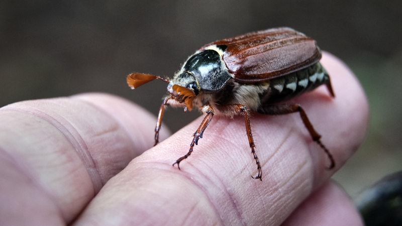 Ein Maikäfer sitzt auf einem Finger.