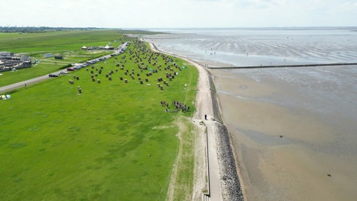 Das Wattenmeer: Nationalpark und Weltnaturerbe. Ein einzigartiger Lebensraum für Pflanzen, Tiere und Menschen.
