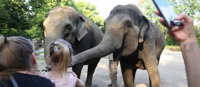 Besucher füttern asiatischen Elefanten mit Gemüse im Tierpark Hagenbeck in Hamburg (Archivbild)