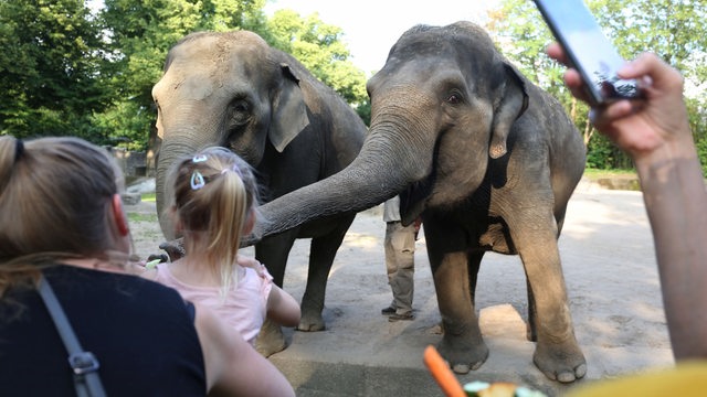 Besucher füttern asiatischen Elefanten mit Gemüse im Tierpark Hagenbeck in Hamburg (Archivbild)