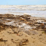 Treiholz, Algen und Plastik liegen an einem Strand