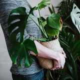 Ein junger Mann hält eine Monstera-Pflanze in der Hand. 