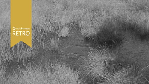 Moor mit sumpfiger Graslandschaft