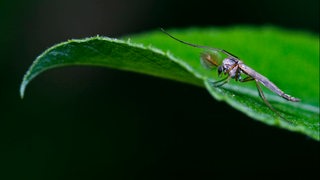 Eine Mücke sitzt auf einem Blatt.