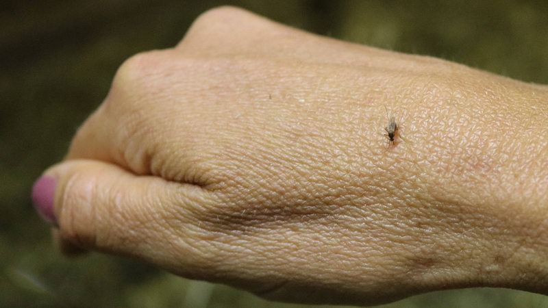 Die Hand einer Frau, auf der eine Mücke sitzt.
