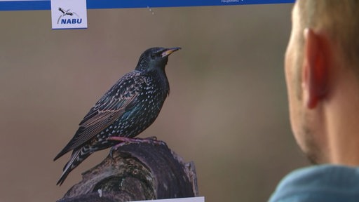 Ein Computerbildschirm mit einem Vogel, webseite von NABU