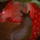 Eine Nacktschnecke sitzt auf einer Erdbeere