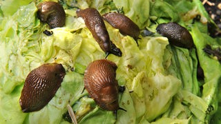 An einem Salatkopf sitzen etliche Nacktschnecken.