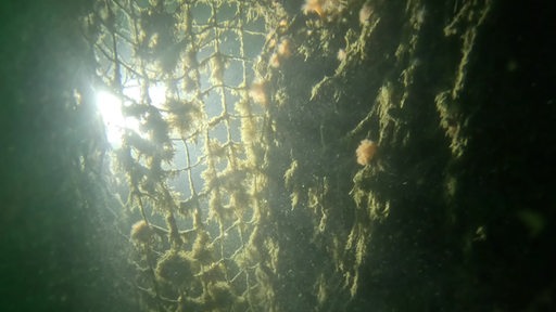 Ein bewachsenes Netz unter Wasser