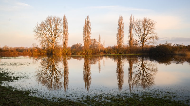 Bäumen spiegeln sich im vom Hochwasser überfluteten Feldern in der Leinemasch im Süden von Hannover.