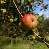An einem Ast hängt ein Apfel.