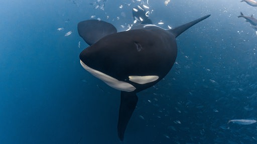 Ein Orca schwimmt im Meer vor Norwegen.