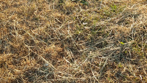 Braunes Gras, aufgrund von Trockenheit, am Osterdeich.