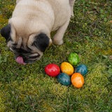 Ein Mops findet bunte Ostereier im Garten.