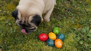 Ein Mops findet bunte Ostereier im Garten.