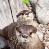 Otter in der Botanika