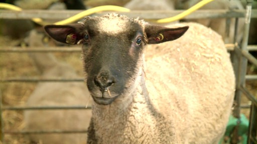 Ein Schaf schaut frontal in die Kamera.