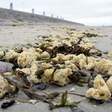 Gelbliche Klumpen liegen in Seetang verheddert an einem Strand.