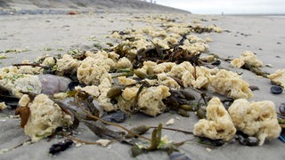 Gelbliche Klumpen liegen in Seetang verheddert an einem Strand.