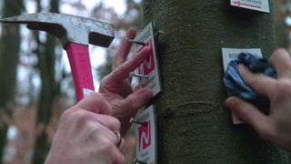 Kleine quadratische Schilder werden an einen Baum genagelt und abgewischt.