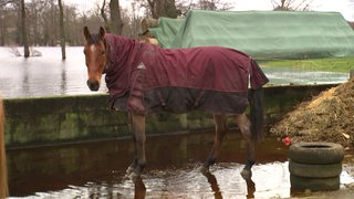 Ein Pferd auf einem überschwemmten Hof.