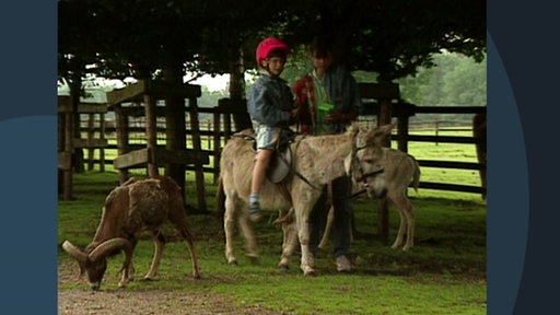 Ein Kind reitet in einem Wildpark auf einem Esel.