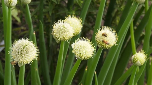 Bienen sitzen auf einer Blüte