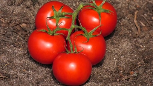 Fünf rote Tomaten liegen auf dem Boden