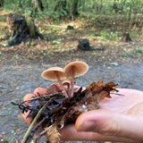 In der offenen Hand liegen zwei Pilze und etwas Laub - im Hintergrund ist ein Wald zu sehen