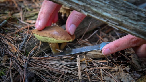 Ein Steinpilz wird im Wald mit einem Messer geschnitten (Archivbild)