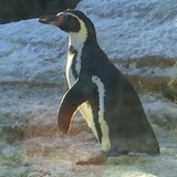 Ein Pinguin im Zoo.