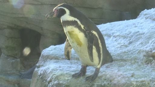 Ein Pinguin im Zoo.