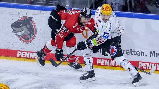 Zwei Eishockey-Spieler von Bremerhaven und Köln kämpfen an der Bande um den Puck.