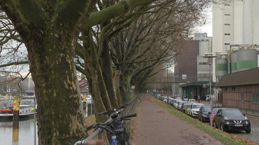 Plantanen in Bremen. Ein Fußgänger- und Radweg verläuft daneben.