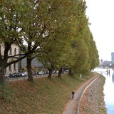 Platanen stehen am Deich in der Neustadt.