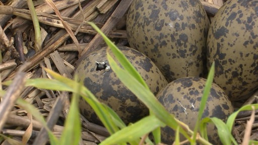 Drei Eier liegen im Gras. Man kann erkennen, dass etwas schlüpft.