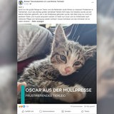 Facebook Post des Bremer Tierheims mit kleiner Katze: "Oscar aus der Müllpresse"