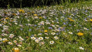 Naturrasen