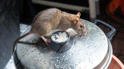 Eine Ratte sitzt auf einem Kochtopf.