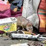 Eine Ratte im Müll (Archivbild)