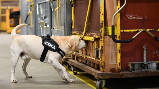 Ein Rauschgiftspürhund in einer Paketzentrale der Deutschen Post