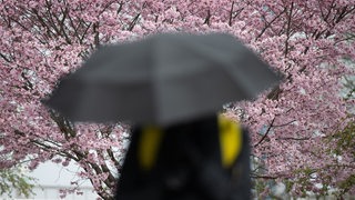 Ein Mann geht mit Regenschirm vor einem blühenden Kirschbaum vorbei